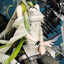 (Pre-Order) Arknights Kal'tsit Esperanta 1/7 Scale Figure
