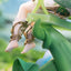 (Pre-Order) Genshin Impact - Nahida Physic of Purity Ver. 1/7 Scale Figure