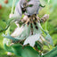 (Pre-Order) Genshin Impact - Nahida Physic of Purity Ver. 1/7 Scale Figure
