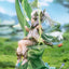 (Pre-Order) Genshin Impact - Nahida Physic of Purity Ver. 1/7 Scale Figure